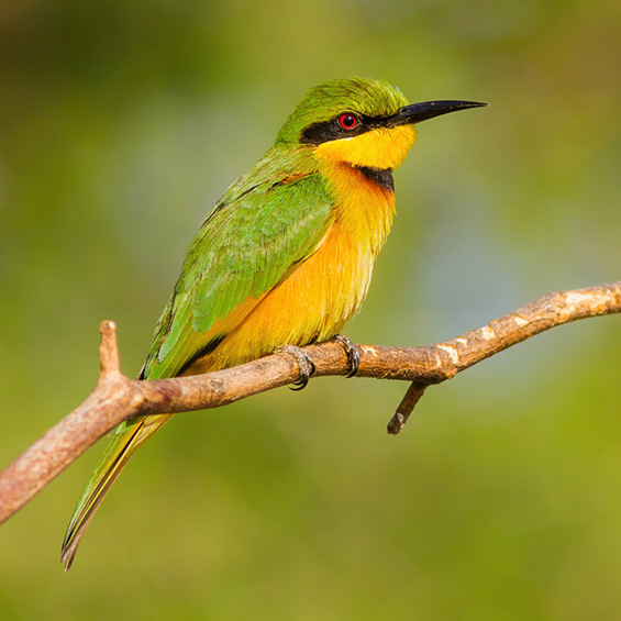 Little Bee-eater (Merops pusillus), by Yeray Seminario