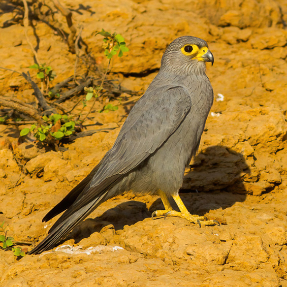 Gray Kestrel (Falco ardosiaceus), by Yeray Seminario