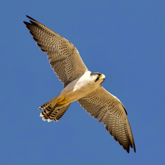 Lanner Falcon (Falco biarmicus), by Sergio Seipke