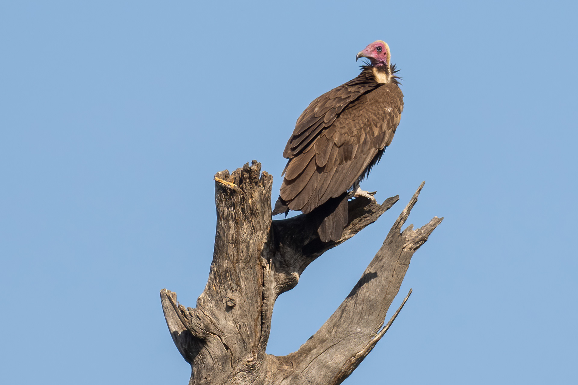 Hooded Vulture, by Yeray Seminario