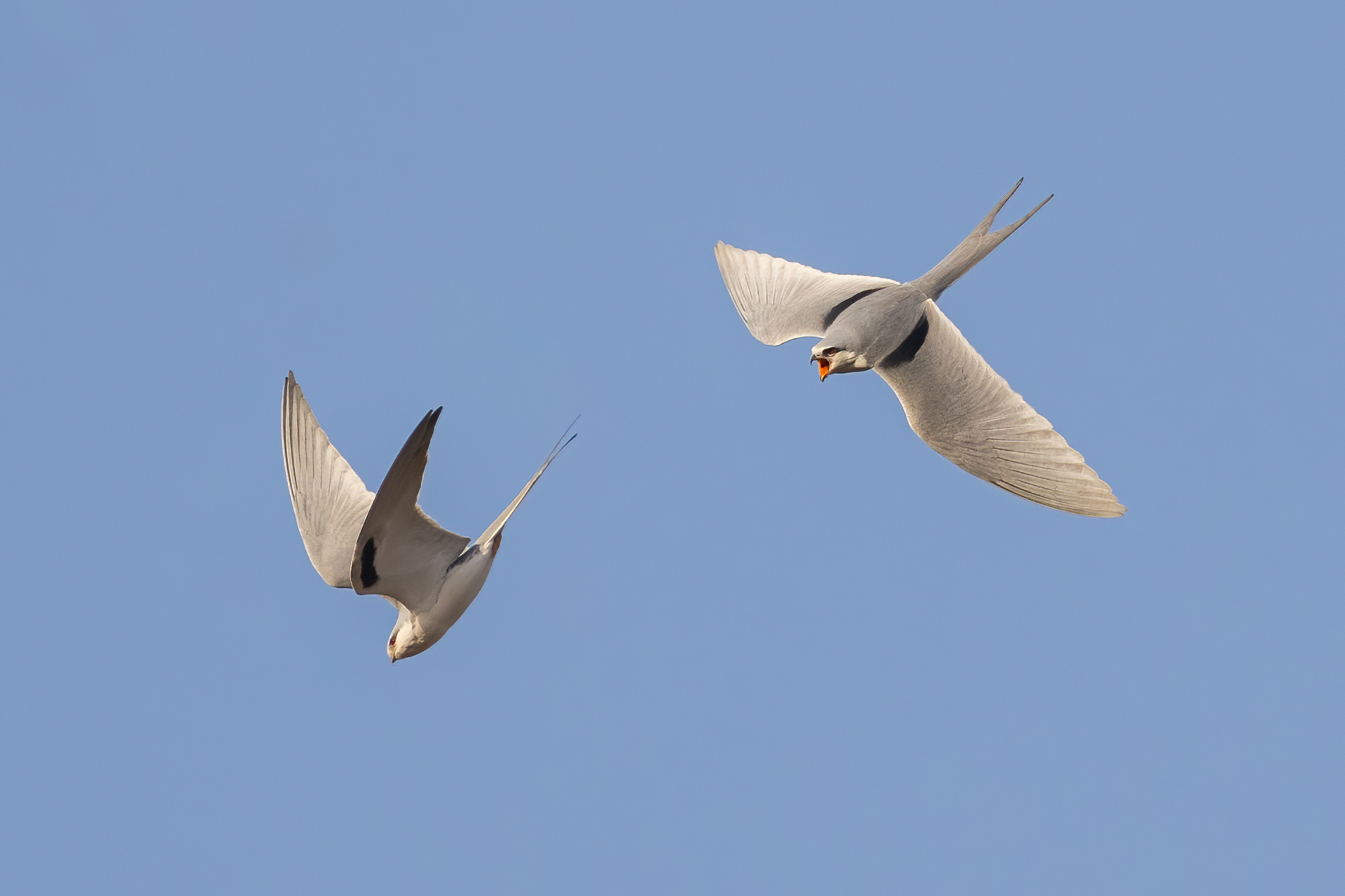 Scissor-tailed Kites, by Yeray Seminario