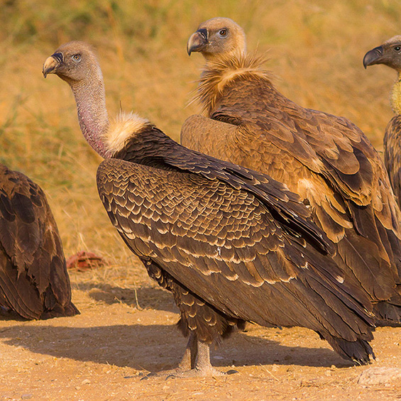 Ruppell's Vulture (Gyps ruppelli), by Yeray Seminario