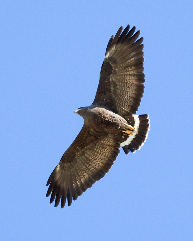 Common Black Hawk, adult by Sergio Seipke