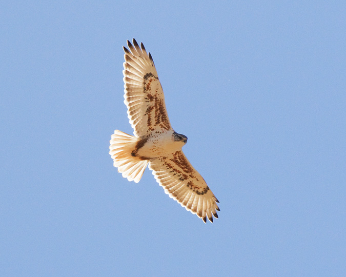 Ferruginous Hawk, adult by Sergio Seipke