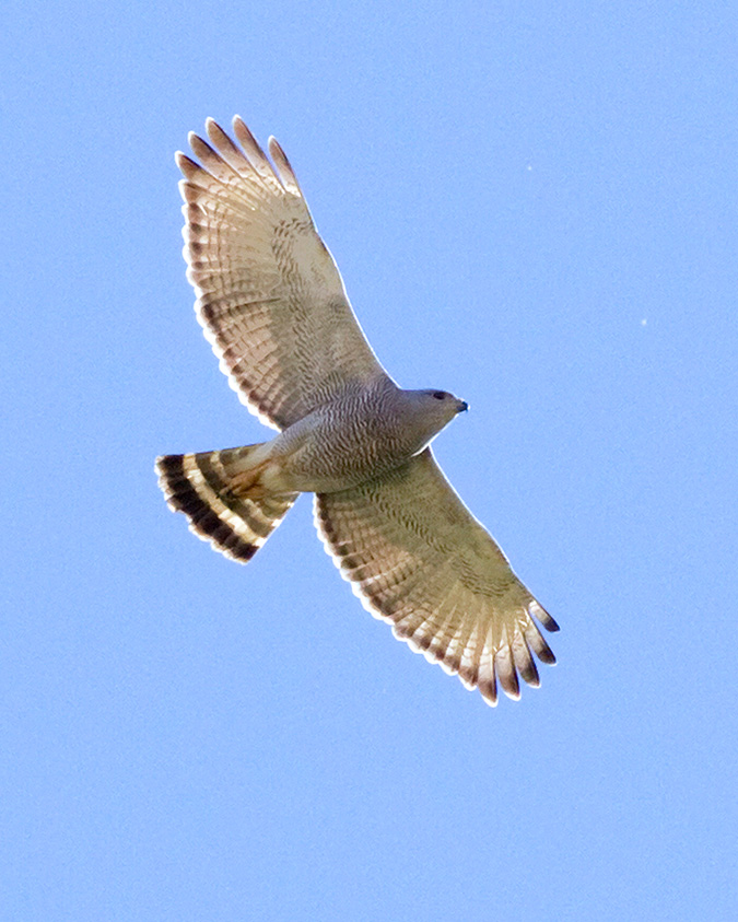 Gray Hawk, adult by Sergio Seipke