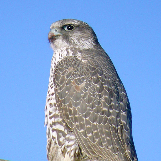 Gyrfalcon (Falco rusticolus), by Bill Clark