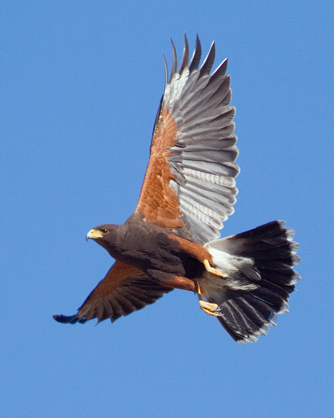 Harris's Hawk, adult by Sergio Seipke