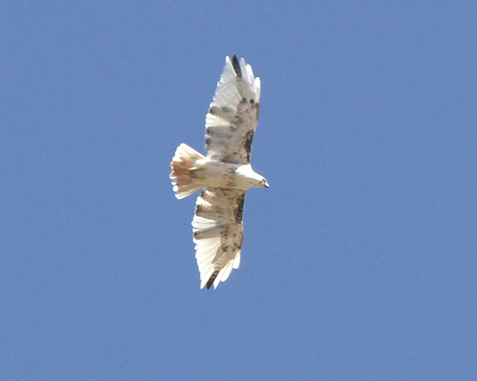Red-tailed Hawk, adult female partial albino by 

Bill Clark