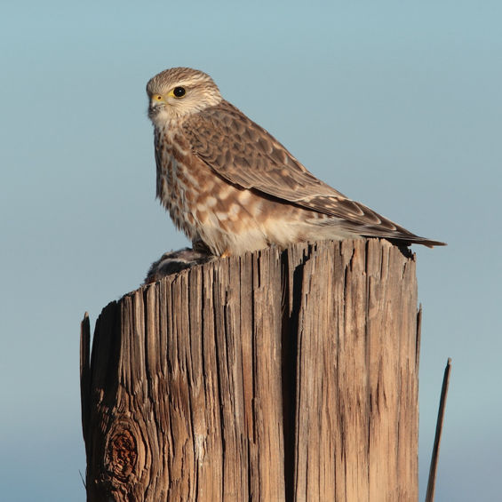 Richardson's Merlin (Falco columarius richardsonii)