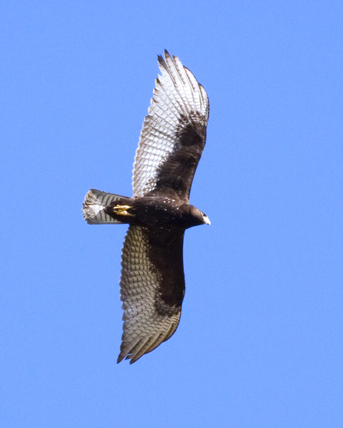 Zone-tailed Hawk, juvenile by Sergio Seipke