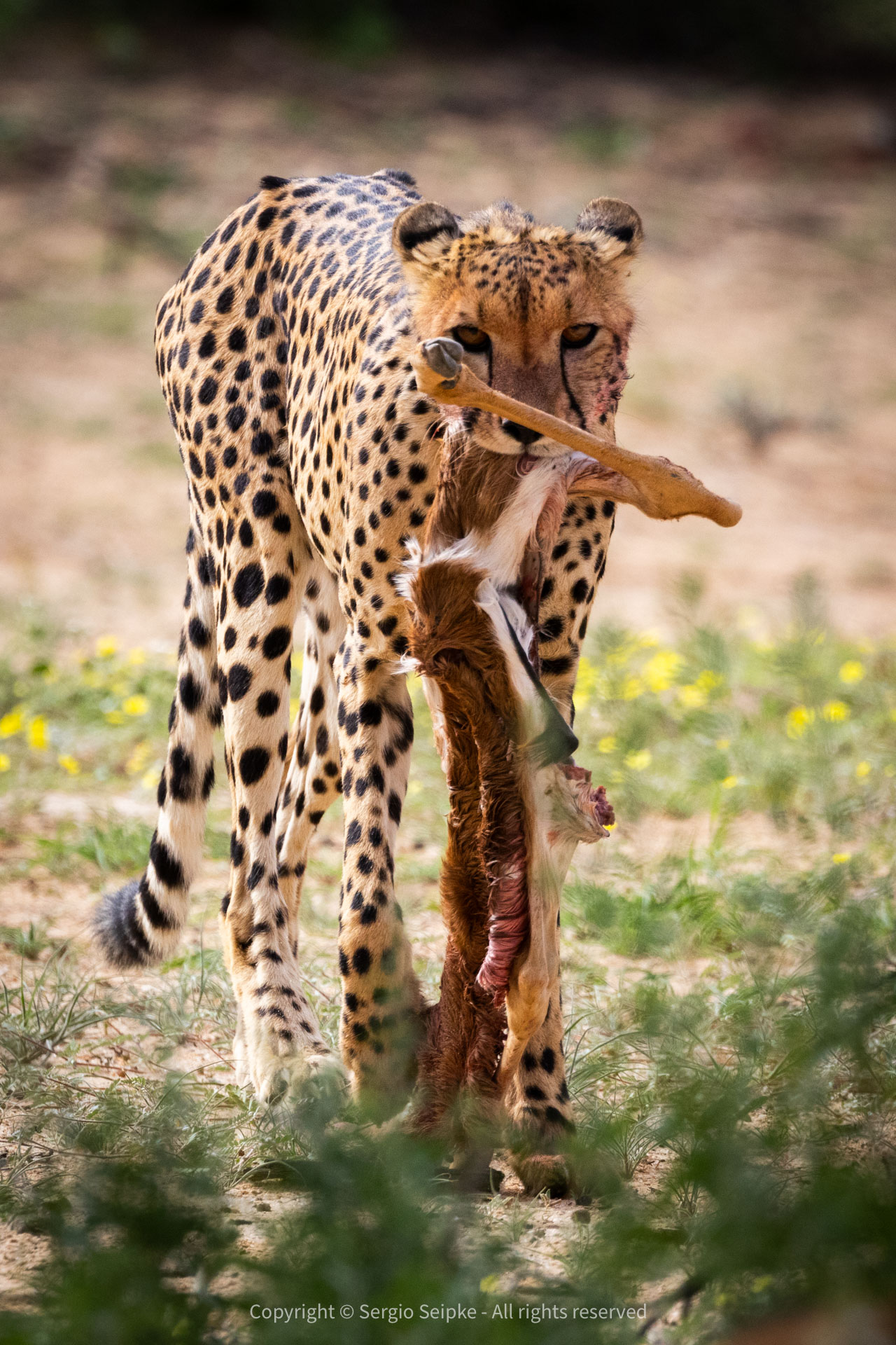 Cheetah with prey