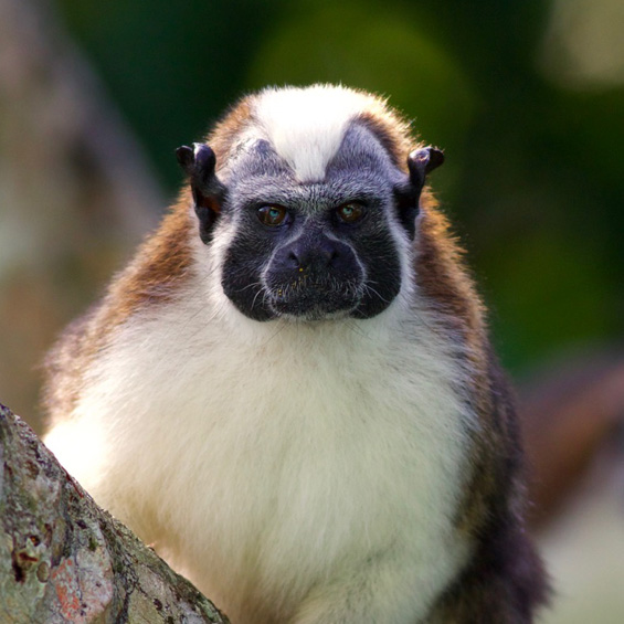 Geoffroy's Tamarins (Saguinus geoffroyi), at Canopy Tower. Panama. © Sergio Seipke