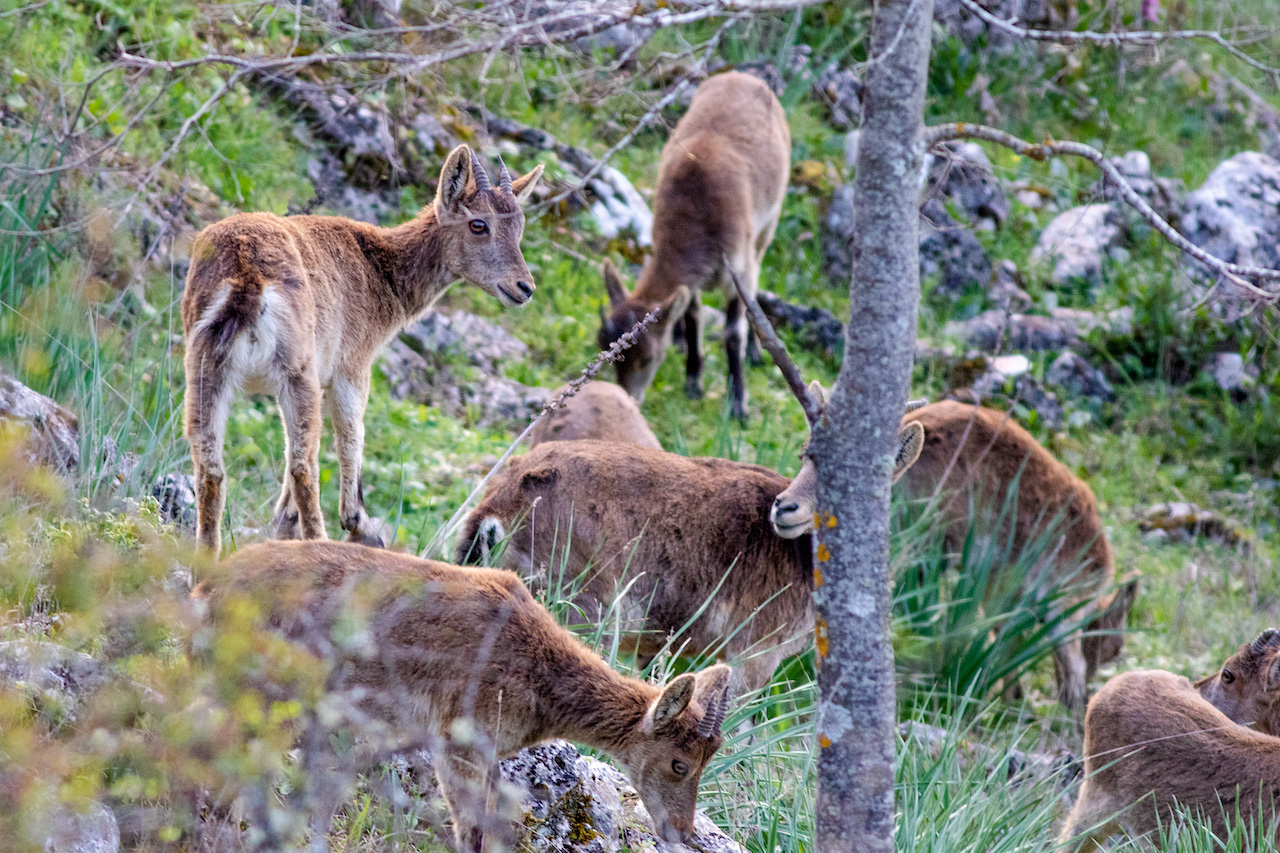 Iberian Ibex (Capra pyrenaica), by Deborah Viccini Toumanian