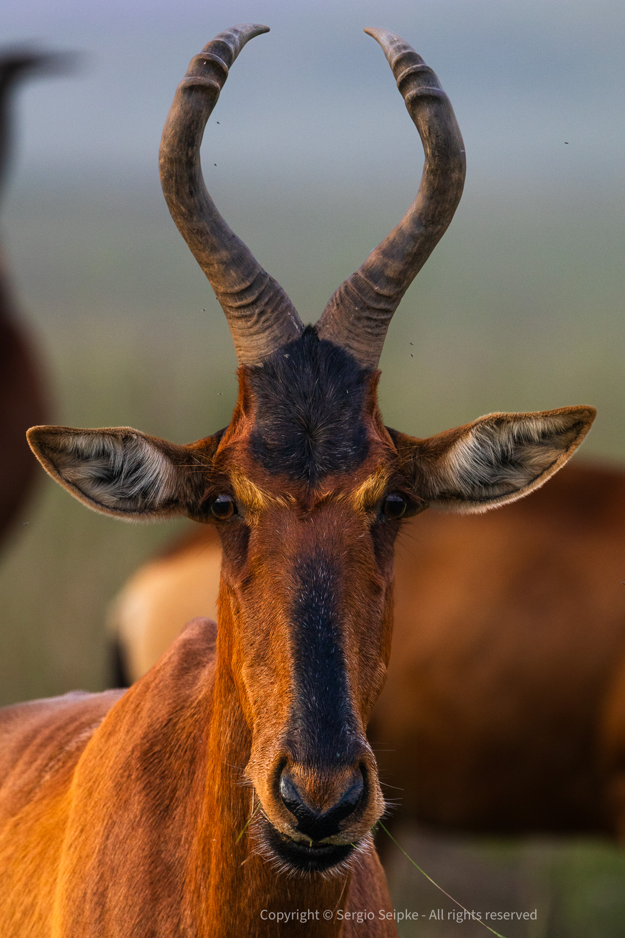 Red Hartebeest