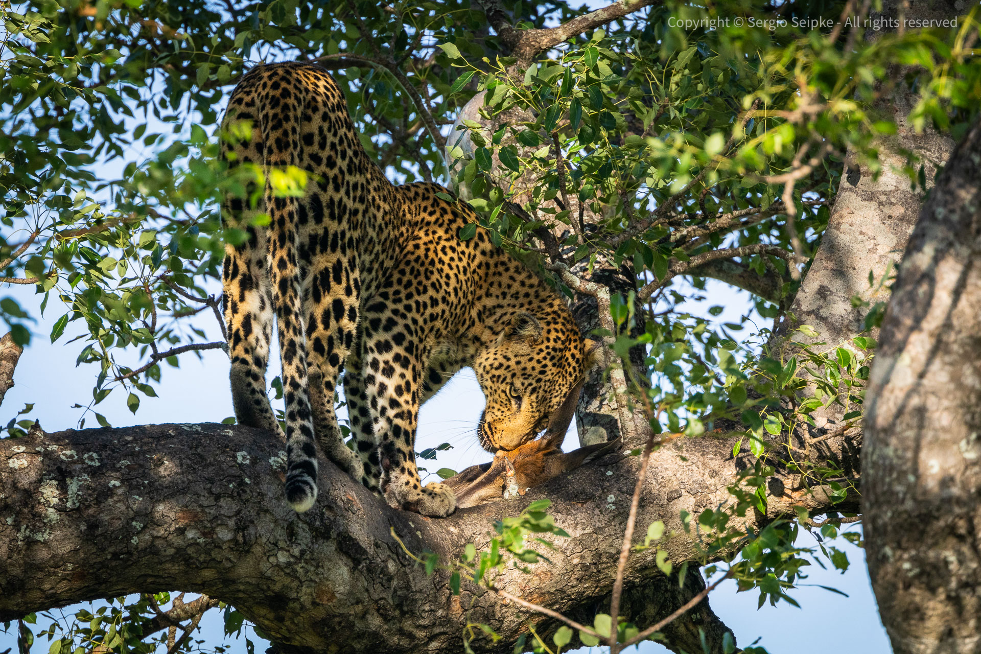 Female leopard with kill