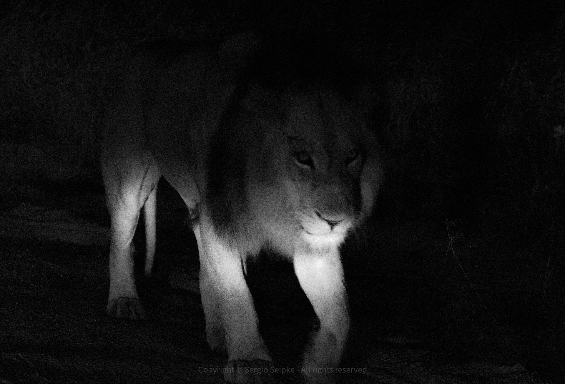 Lion in the dark