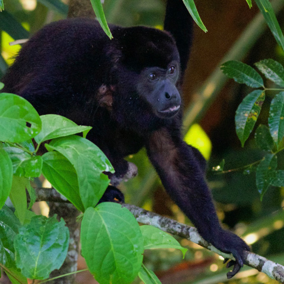 Mantled howlwer monkey (Alouatta palliata). Panama. © Sergio Seipke