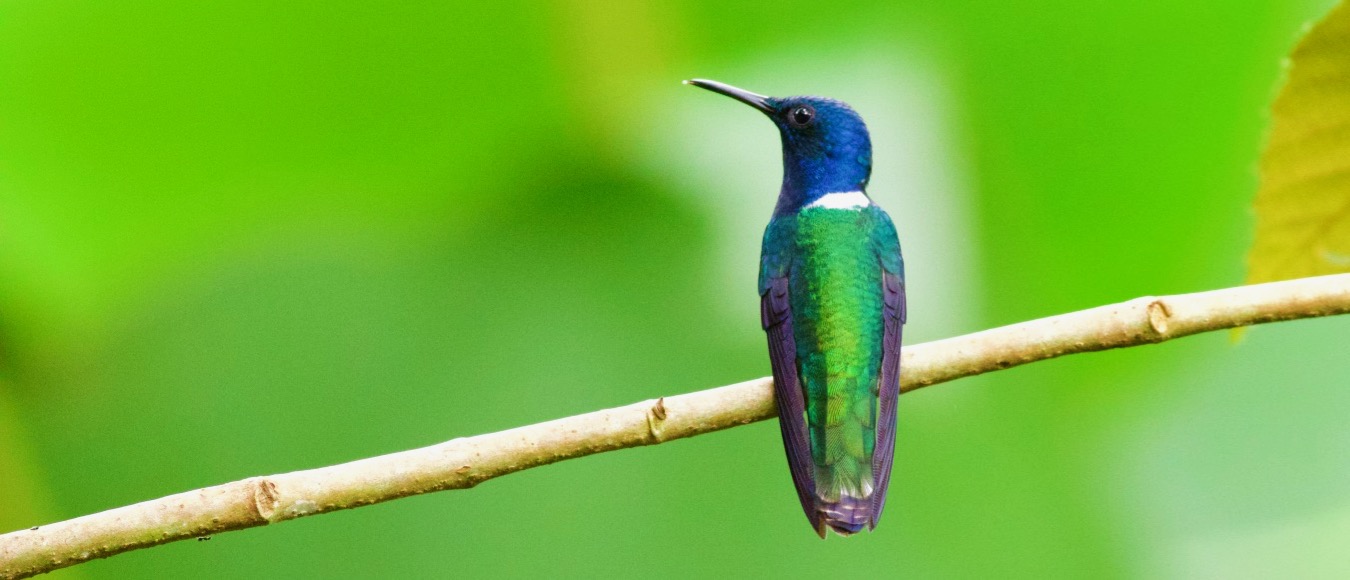 White-necked Jacobin, Panama, by Sergio Seipke