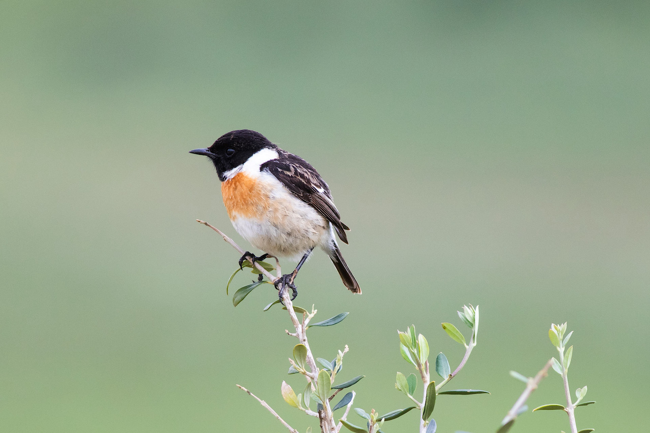 European Stonechat (Saxicola rubicola), by Sergio Seipke