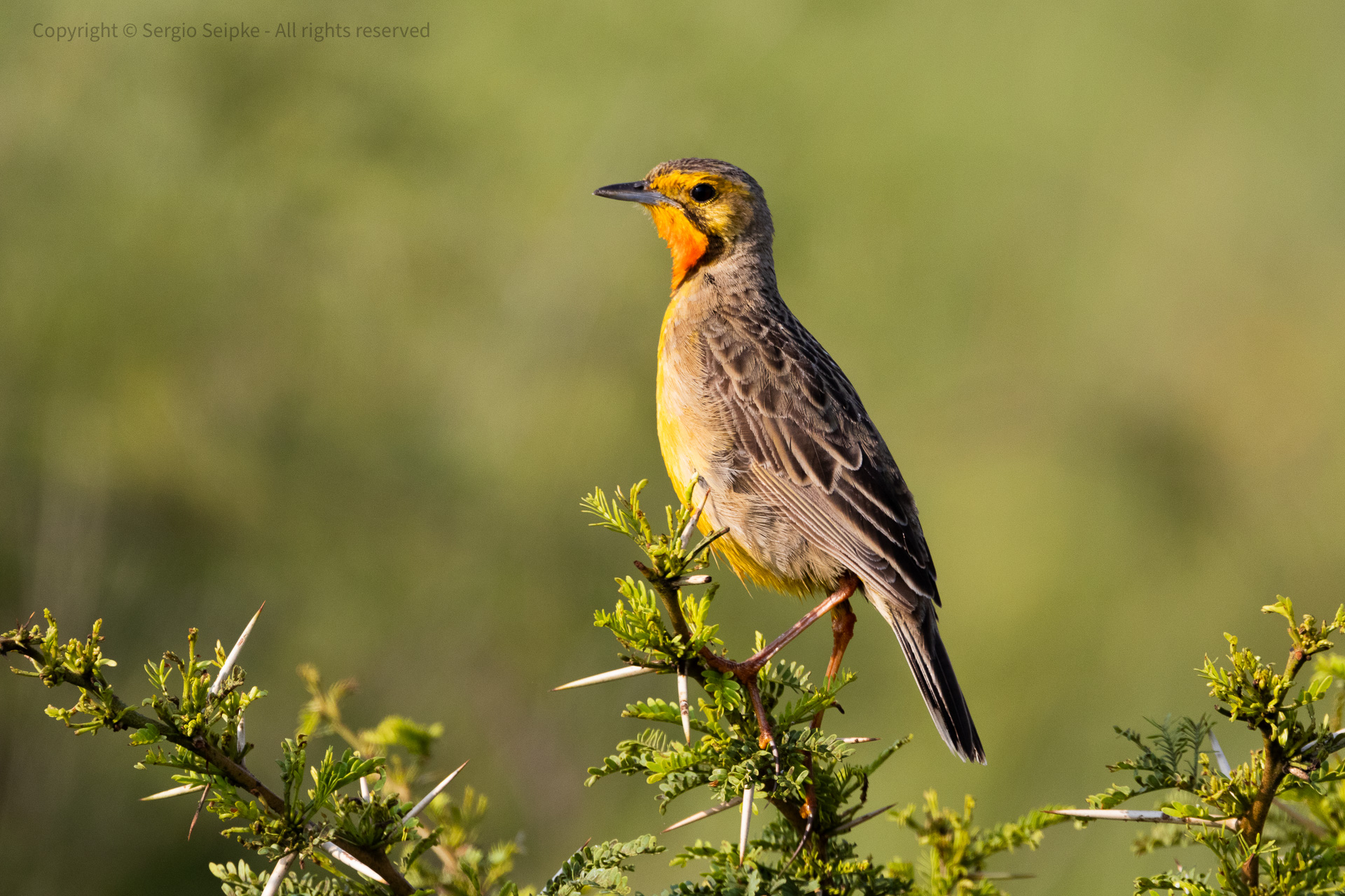 Yellow-throated Longclaw