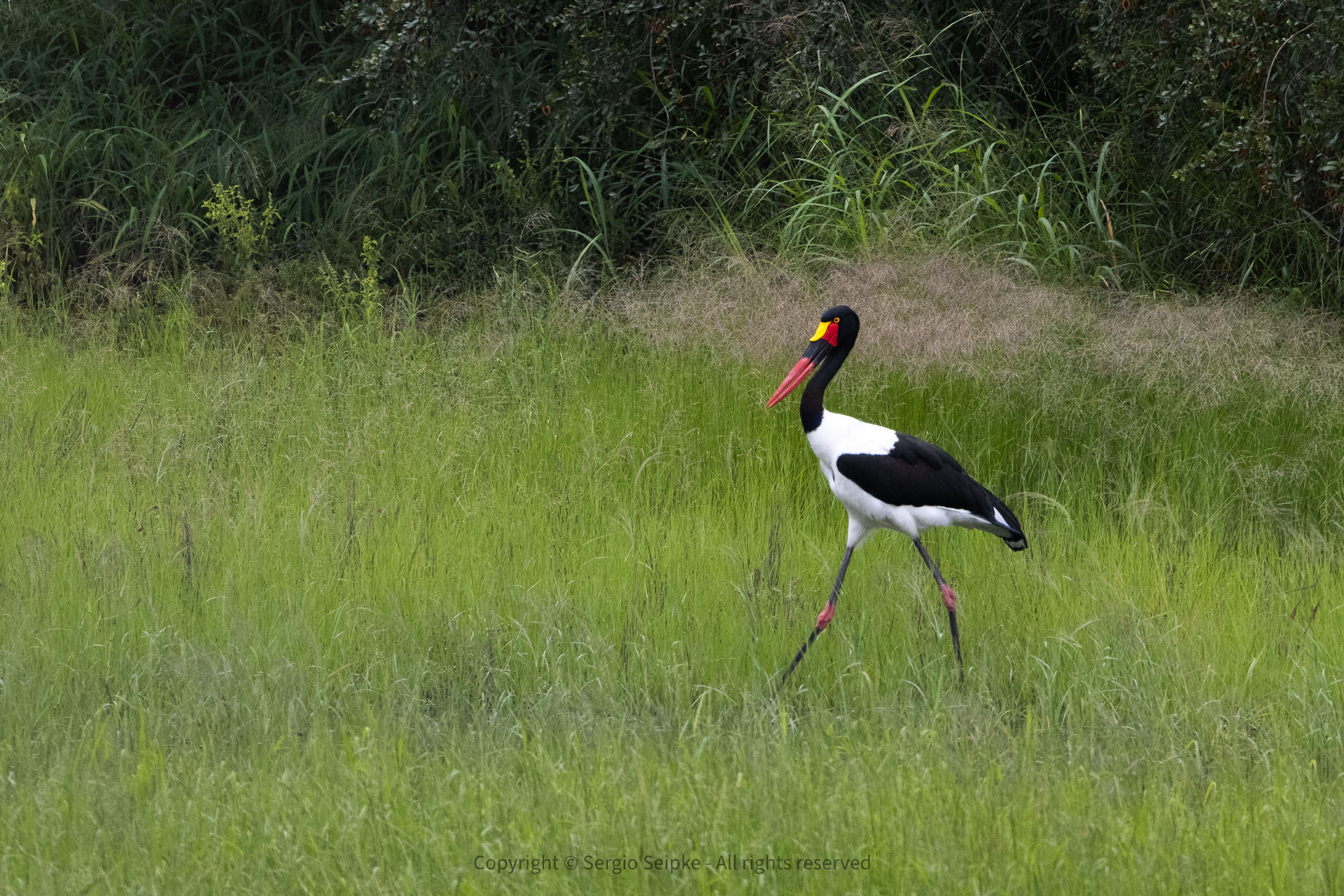 Saddle-billed Stork