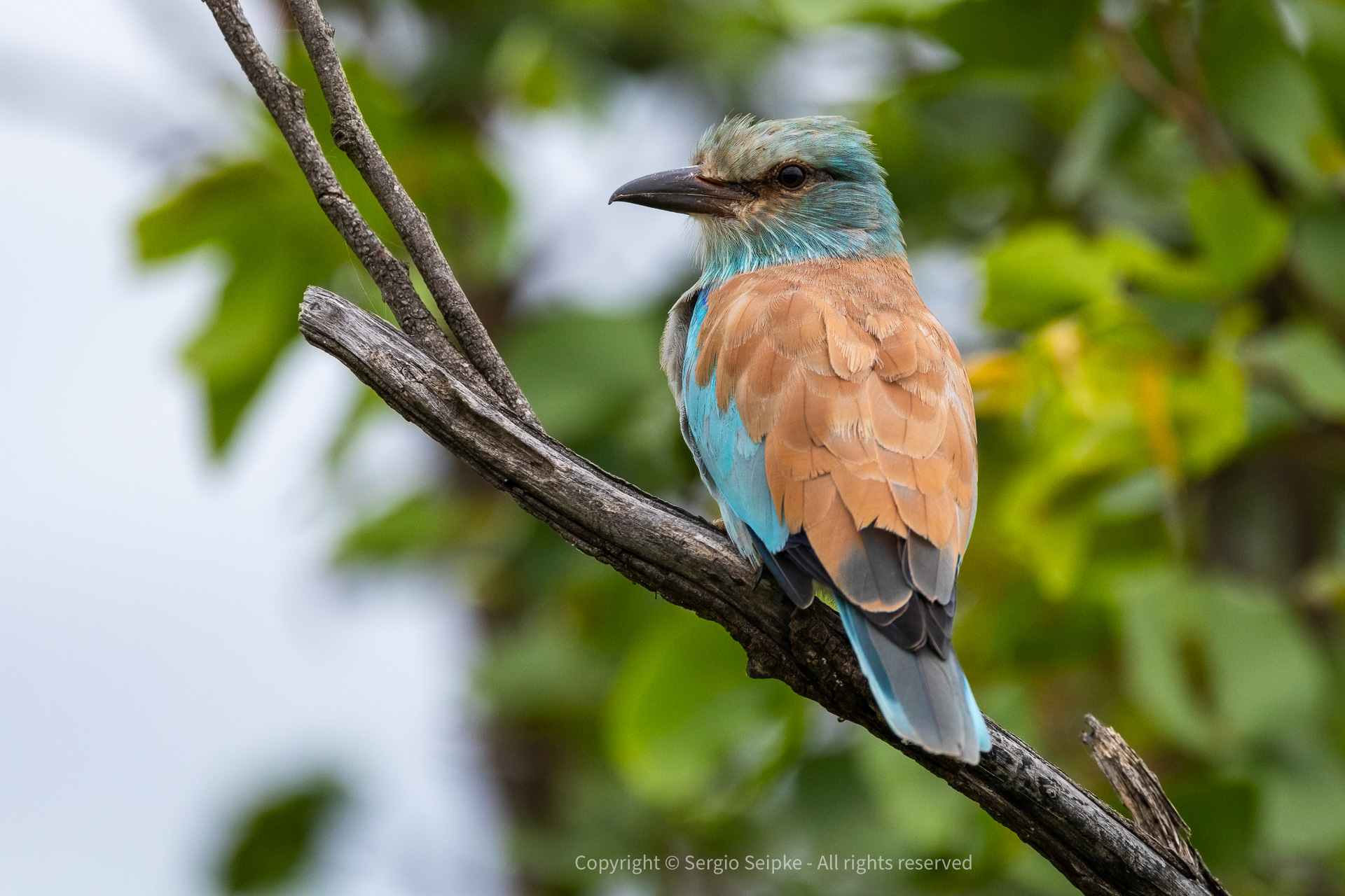 European Roller