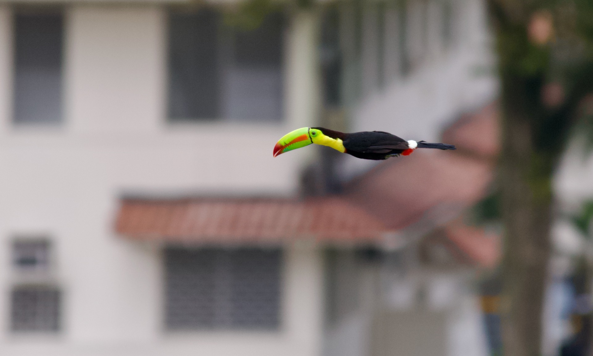 Keel-billed Toucan in Panama city