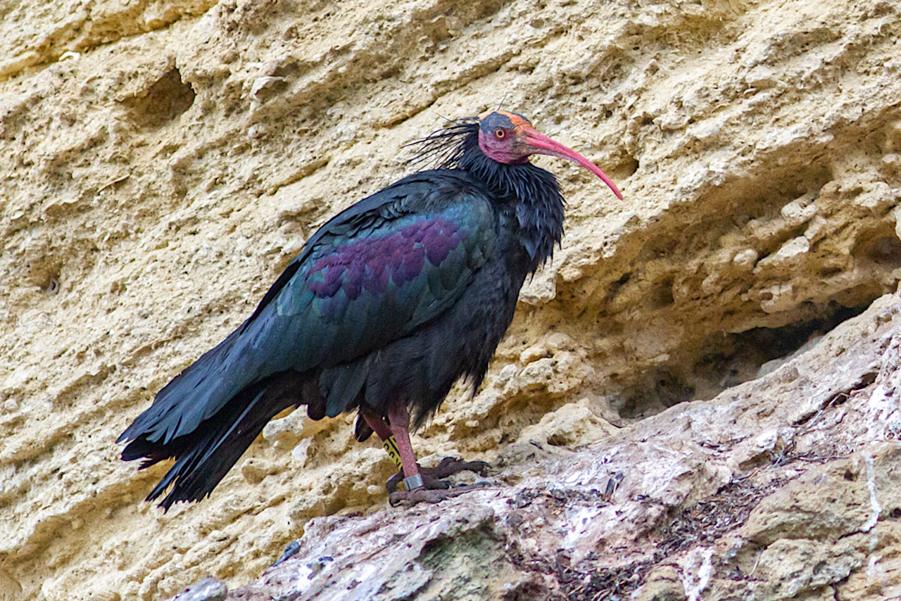 Northern Bald Ibis (Geronticus eremita), by Luke Tiller