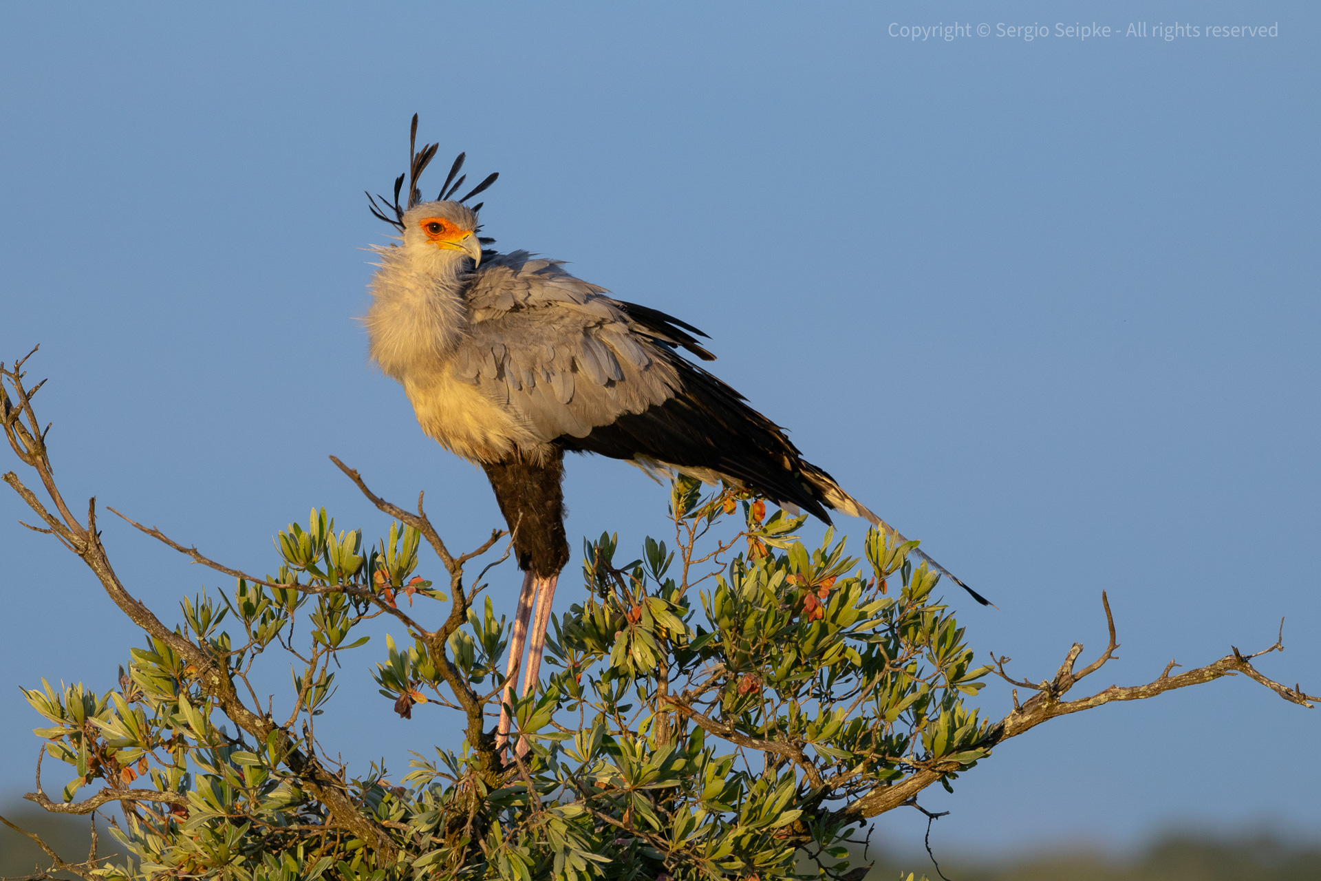 Secretary Bird