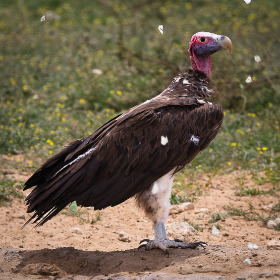 Lappet-faced Vulture (Torgos tracheliotos), by Sergio Seipke