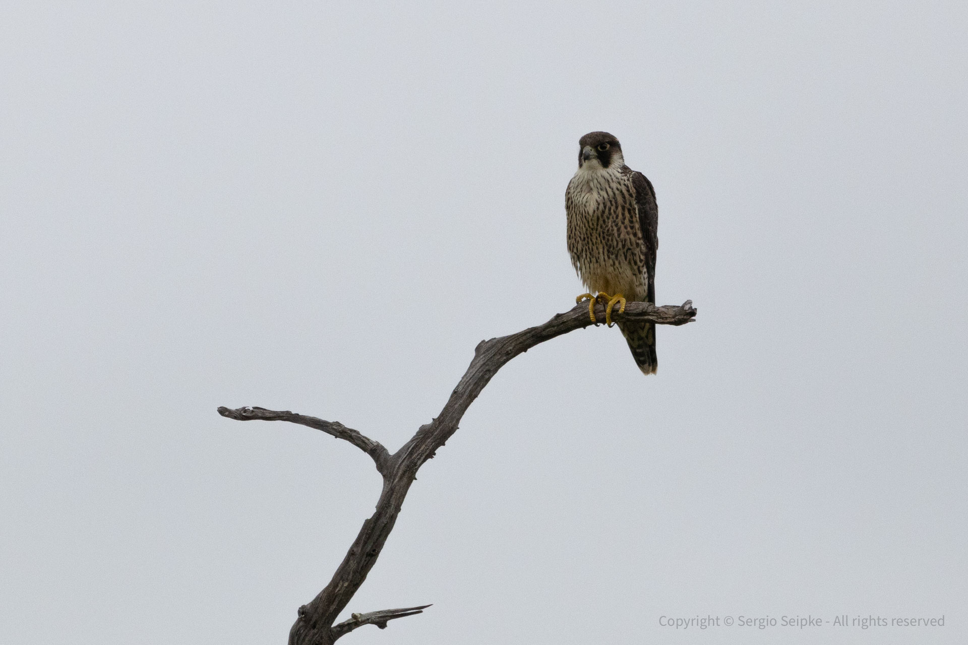 Peregrine Falcon (Falco peregrinus minor), juvenile