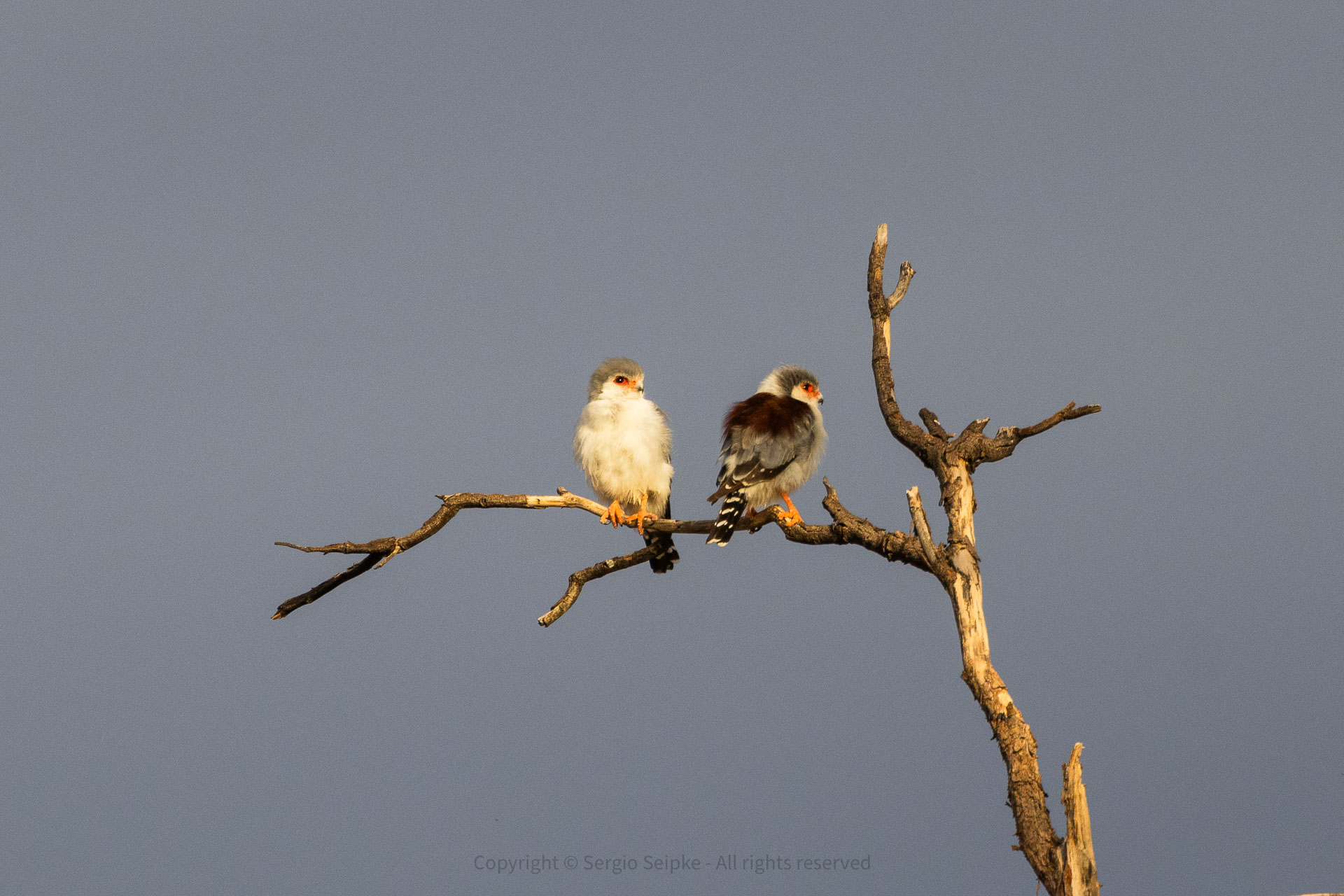 Pygmy Falcon, adult pair