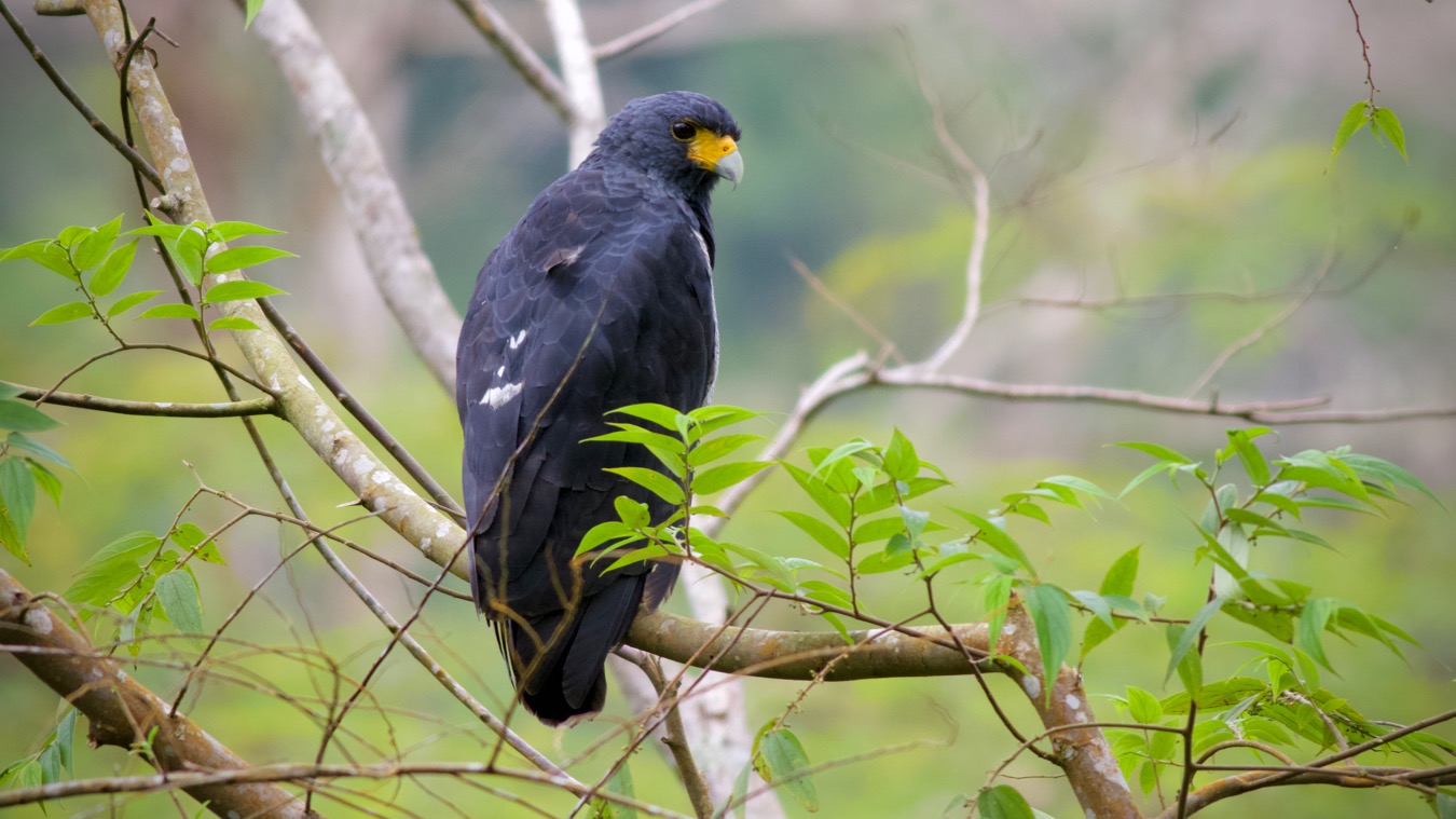 Barred Hawk