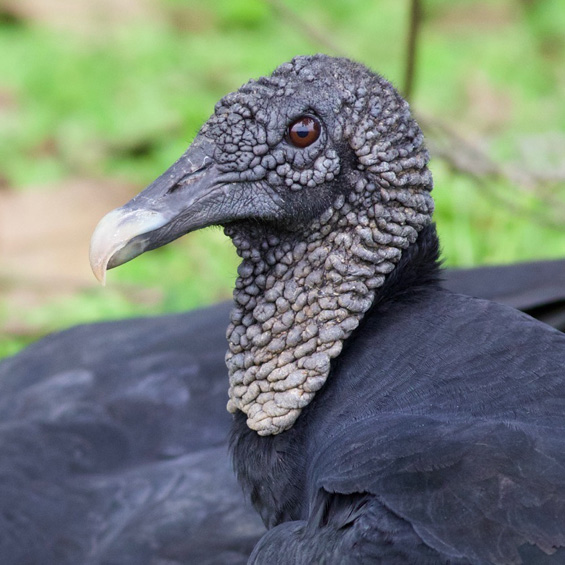 Bateleur (Terathopius ecaudatus), adult.