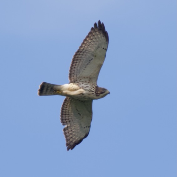 Broad-winged Hawk (Buteo platypterus), juvenile. Panama. © Sergio Seipke