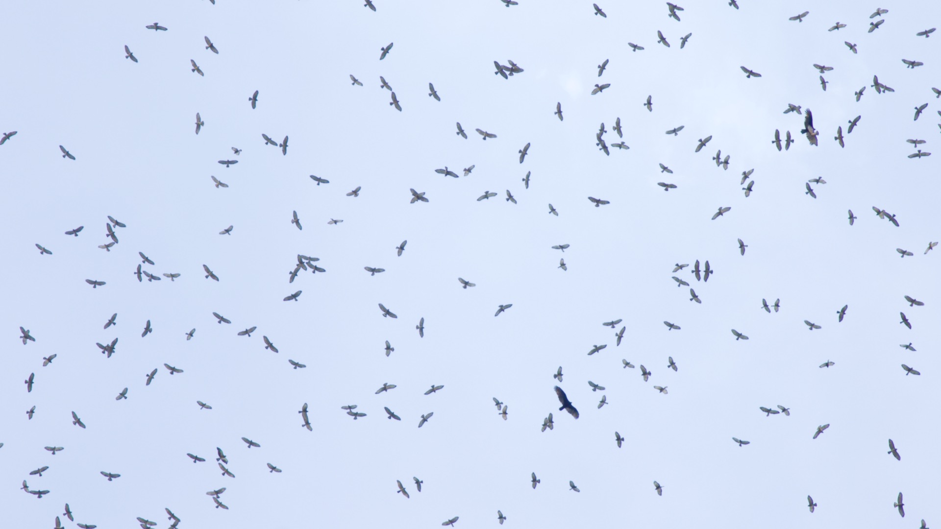 Migrating raptors over Panama City