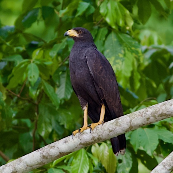 Common Black Hawk (Buteogallus anthracinus), adult.