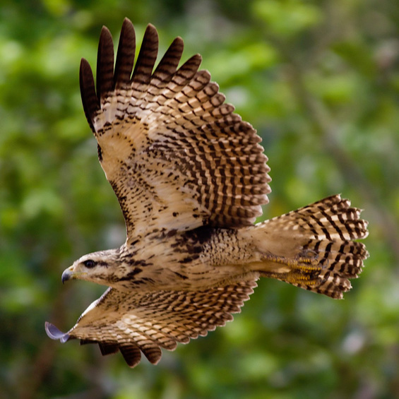 Common Black Hawk (Buteogallus meridionalis), juvenile. Panama. © Sergio Seipke