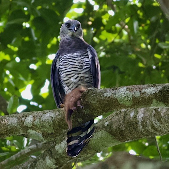 Crested Eagle (Morphnus guianensis), adult with prey.