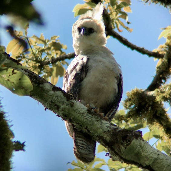 Crested Eagle (Morphnus guianensis), juvenile. Panama. © Sergio Seiple