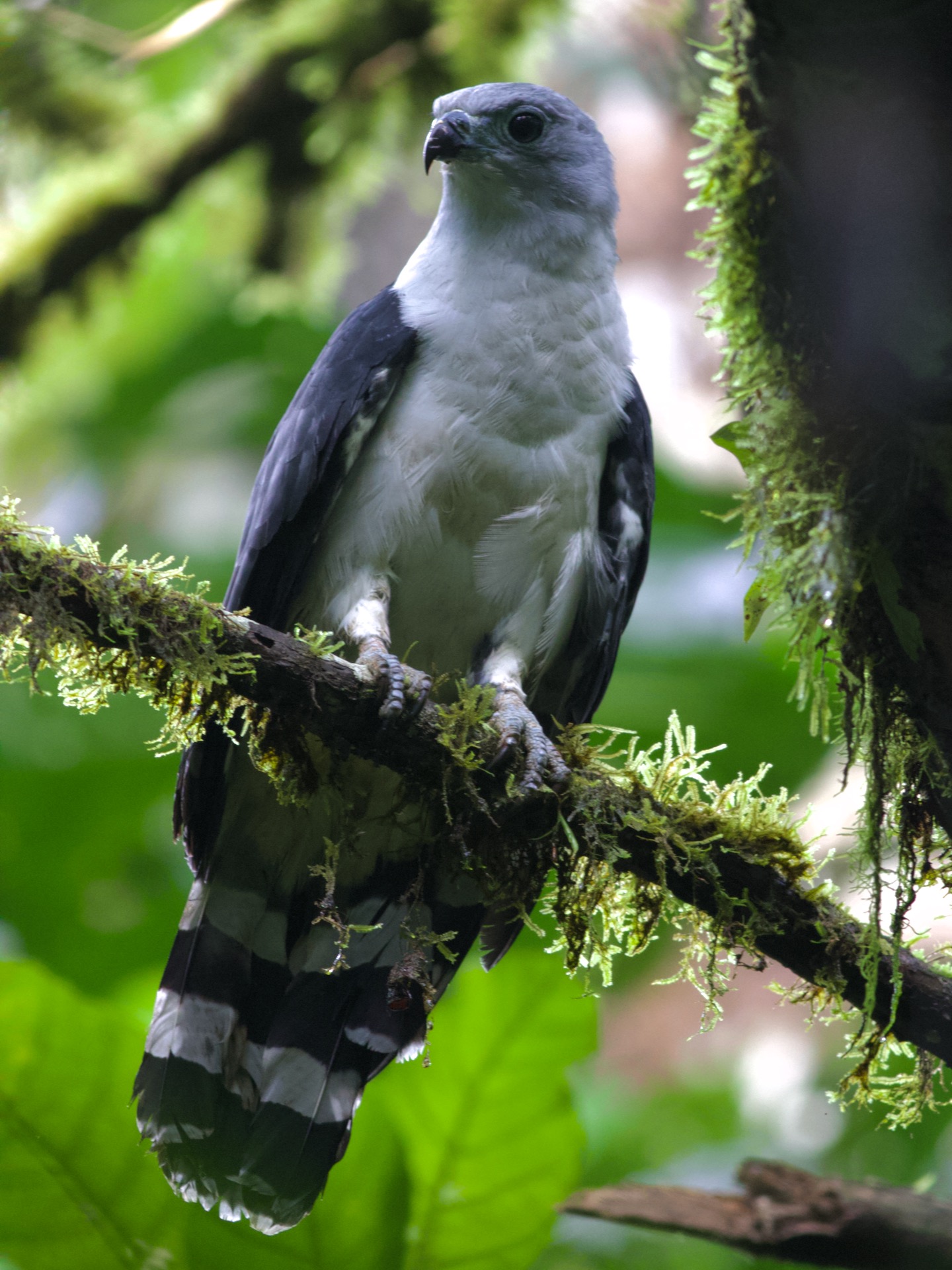 Gray-headed Kite