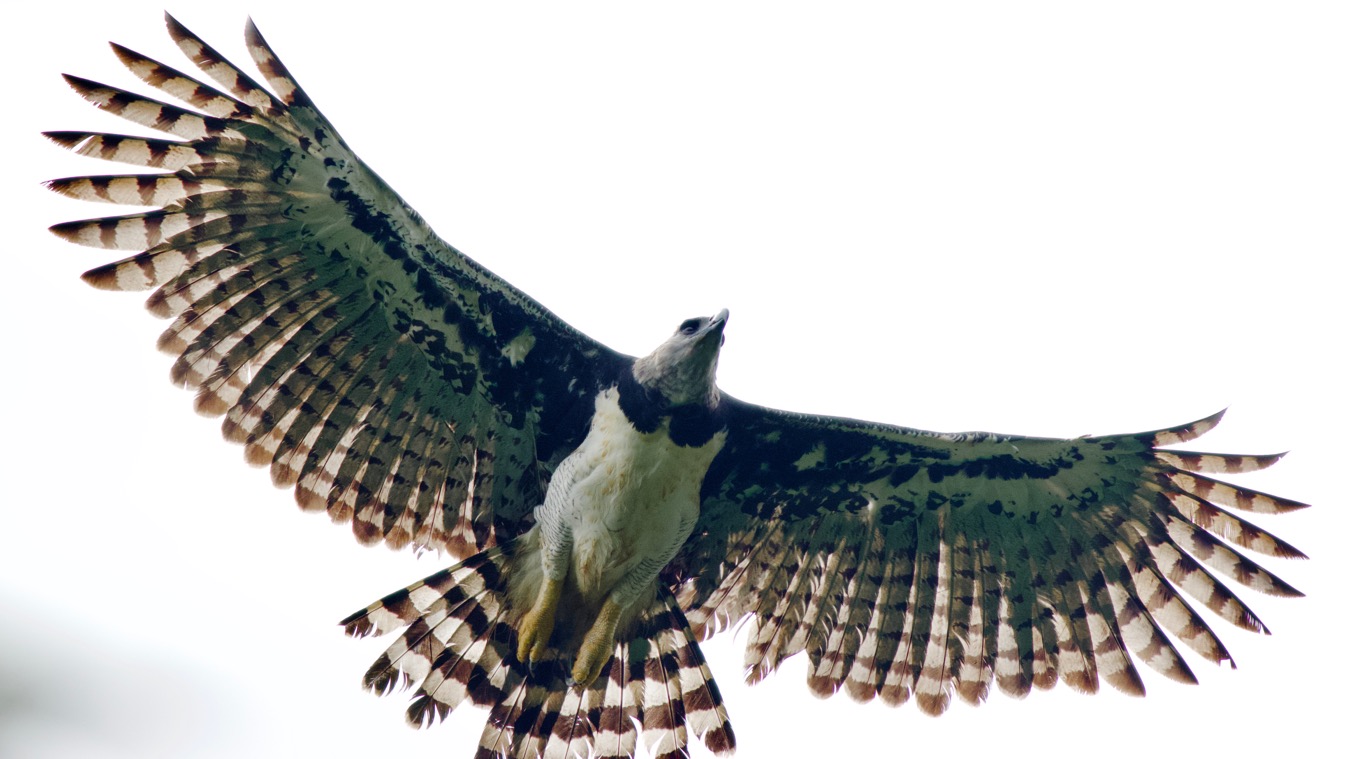 Adult female Harpy Eagle flying