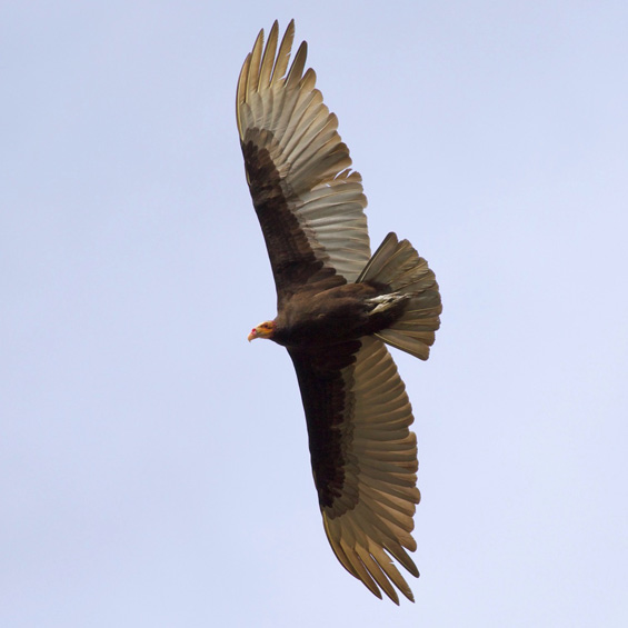 Lesser Yellow-headed Vulture (Cathartes burrovianus), adult. Panama. © Sergio Seipke