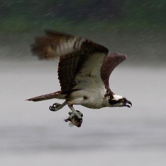 Osprey (Pandion haliaetus), with fish. Panama. © Sergio Seipke