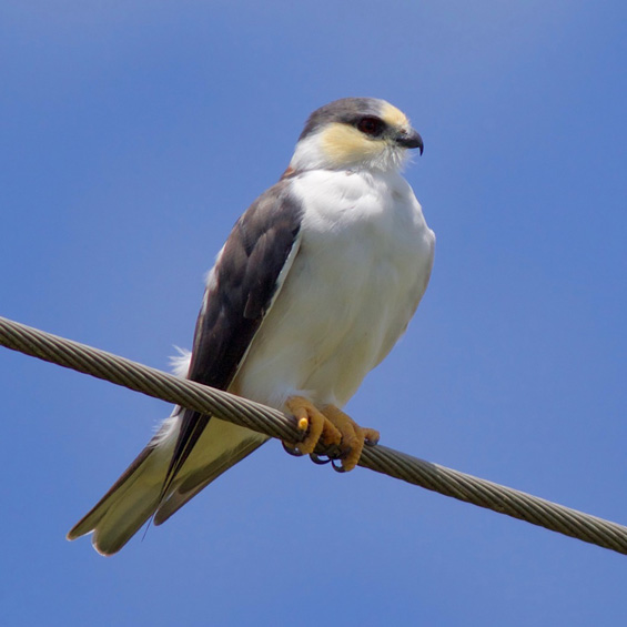 Pearl Kite (Gampsonyx swainsonii), adult. Argentina. © Sergio Seipke