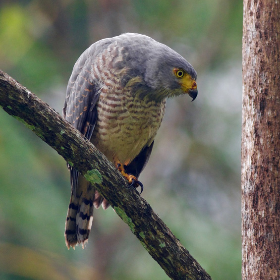 Roadside Hawk (Rupornis magnirostris insidiatrix), adult. Panama. © Sergio Seipke