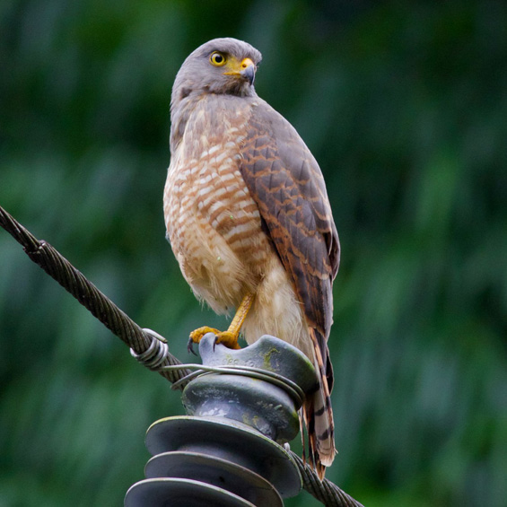 Roadside Hawk (Rupornis magnirostris petulans), adult. Panama, El Valle. October 2017. © Sergio Seipke