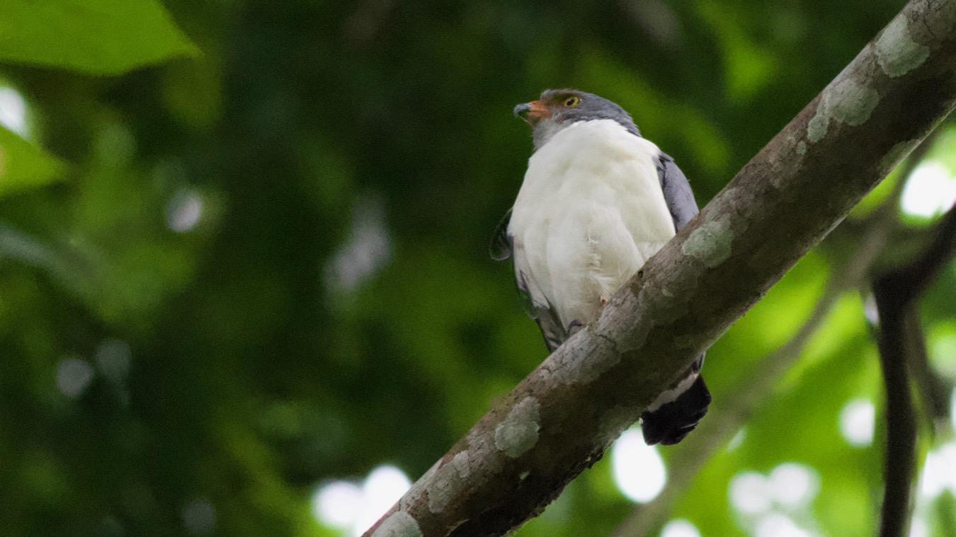 Semiplumbeous Hawk