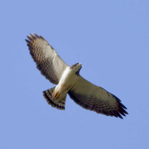 Short-tailed Hawk (Buteo brachyurus), adult. Argentina. © Sergio Seipke