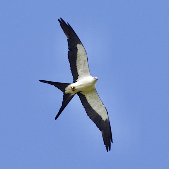 Swallow-tailed Kite (Elanoides forficatus), adult. Argentina. February 2017. © Sergio Seipke